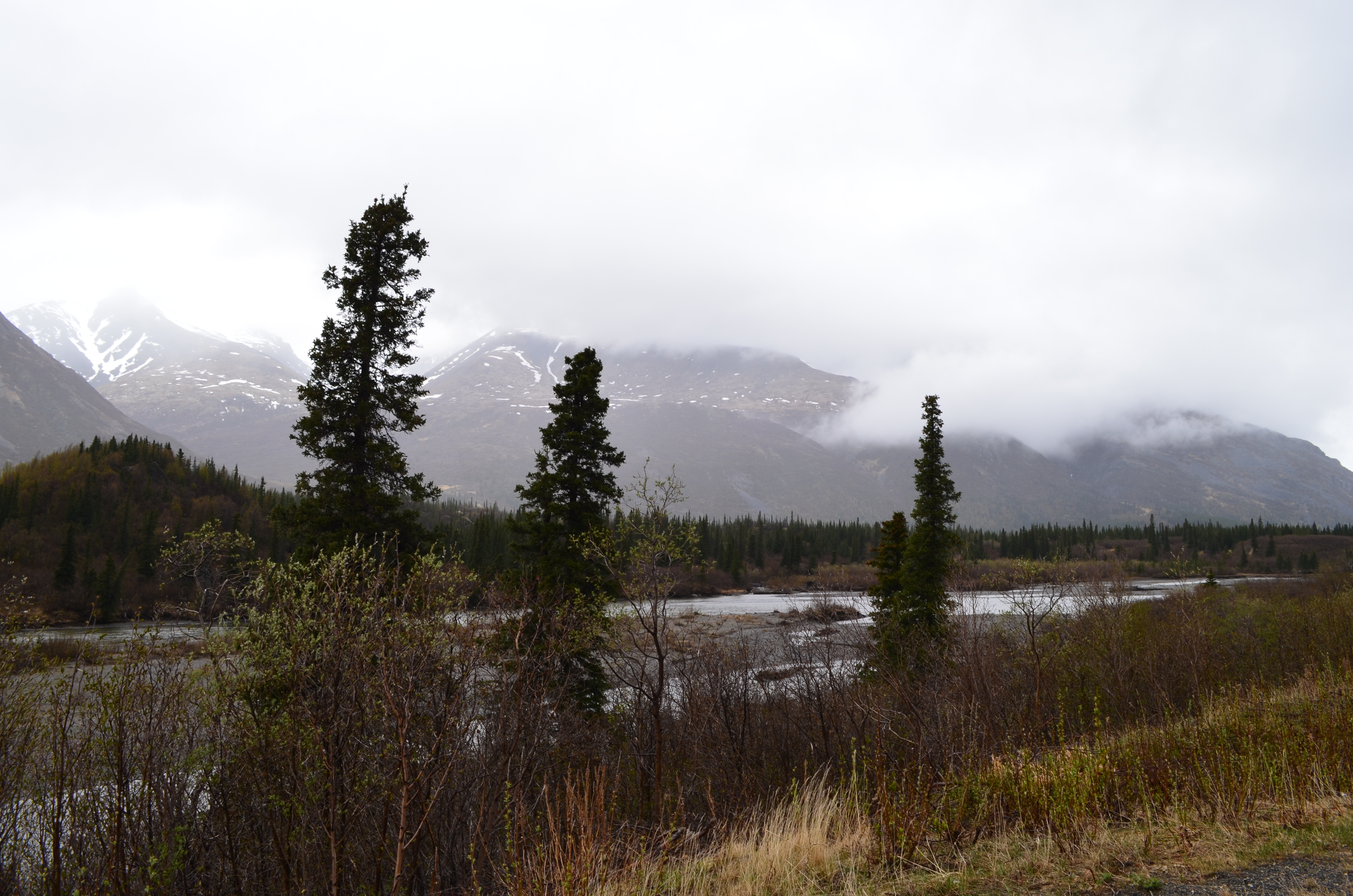 ./2017/08 - Alaska Cruise/03 - Denali/DSC_0114.JPG